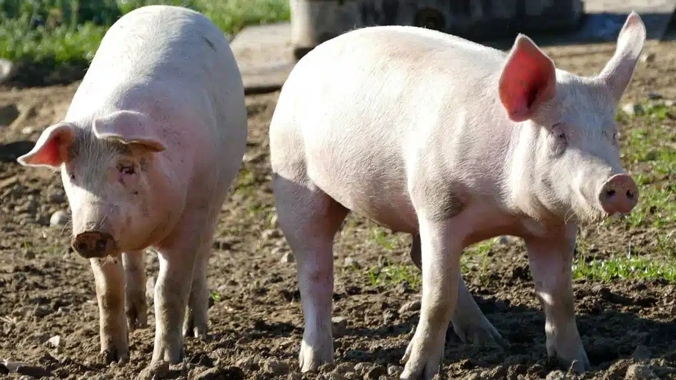Tragedia en la faena: estaban carneando un chancho y un disparo accidental mató a su amigo en Madariaga