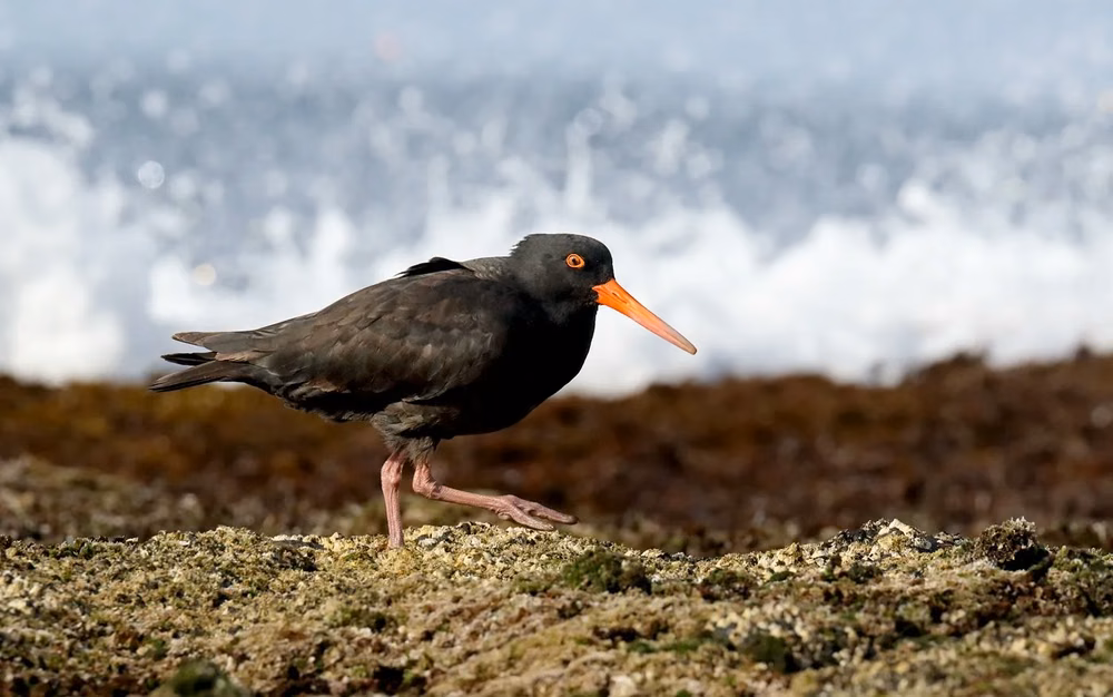 Llega el Festival de Aves Migratorias de la Albufera de Mar Chiquita, un ambiente natural único