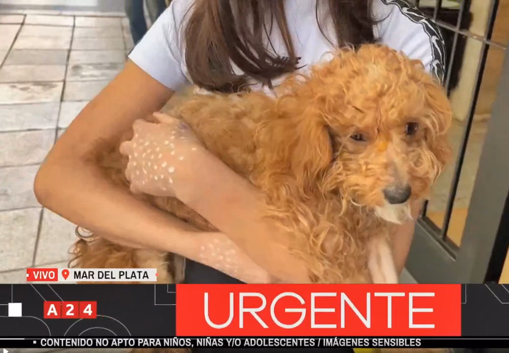 Milagro en Mar del Plata: cayó un caniche desde un quinto piso y logró sobrevivir