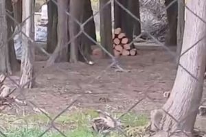 Bar de gin: Avanza la tala de árboles y acopio de leña en adyacencias del Faro de la Memoria